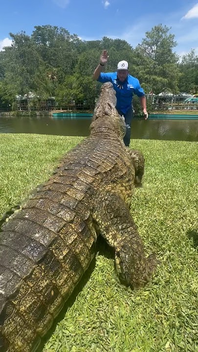 Lyle the Nile Crocodile coming in hot!!! #gatorland #crocodile #