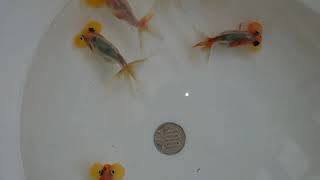 【金魚館No11】★キャリコ水泡眼5匹★