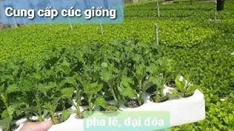 Cung cấp cúc giống pha lê hà nội toàn quốc uy tín chất lượng