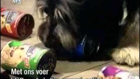 Cats from www metacafe com