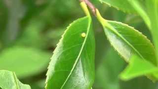 アゲハチョウの産卵