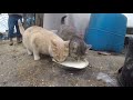 Vegetable farmer bonds with animals (Farm vlog #19)