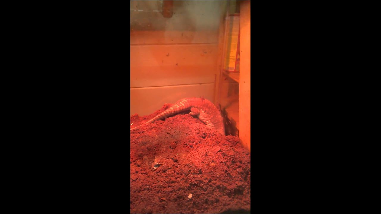 Savannah Monitor Burrowing part 1