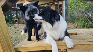 Rescue foxes playing at SAVEAFOX South