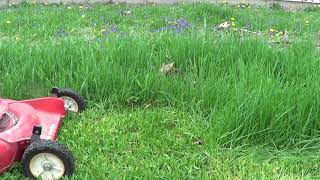 Revisiting the Toro Carefree Electric Lawn Mower
Now with a sharpened blade. Its still mowing at a rather gentle pace, and for a limited time, though it seems to work a little better overall. Revisiting the Toro Carefree Electric Lawn Mower