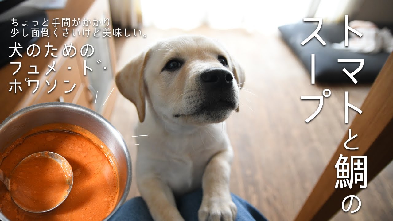トマトと鯛のスープ：犬のためのフュメ・ド・ポワソン　| 子犬の手作りごはん