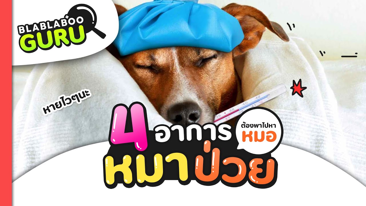 4 อาการหมาป่วย ที่ควรพาไปหาหมอ !! | Guru | เนื้อหาอาหาร สํา ห รับ สุนัข ป่วยที่แม่นยำที่สุด