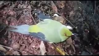 yos hav zoov tua nquab noj txiv thiab tua nraj 17/1/2018