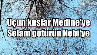 Uçun kuşlar medineye selam götürün hediye  (  ilahisi...) Resimi