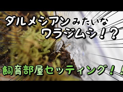 ダルメシアンワラジムシの部屋のセッティング!!