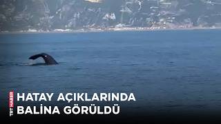 Hatay açıklarında 'balina' sürprizi