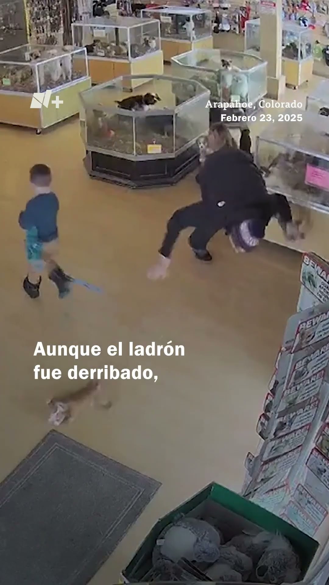 Ladrón finge convulsión para robar bulldogs valuados en 4,299 dólares cada uno - N+ #Shorts