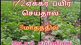 இலாபம் தரும் கத்தரி சாகுபடி