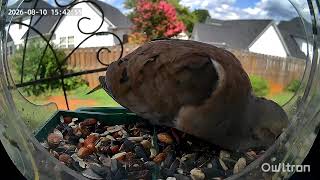 Hungry dove