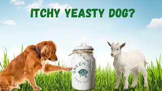 Itchy Yeasty Dog? Dog Yeast Natural Remedy With Fermented Foods