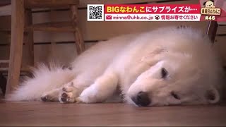 「おしゃれなに農家カフェの店番」