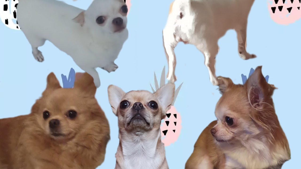 Нюша, Боня, Пуфик, Мили, Босс, Тома, Молли, Белла, Багира.