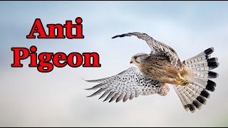 Sounds to scare pigeons away - anti pigeon