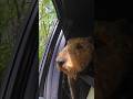 Driving Skyline Drive and #boondocking with #dogs #dogshorts #rvlife #shenandoahnationalpark