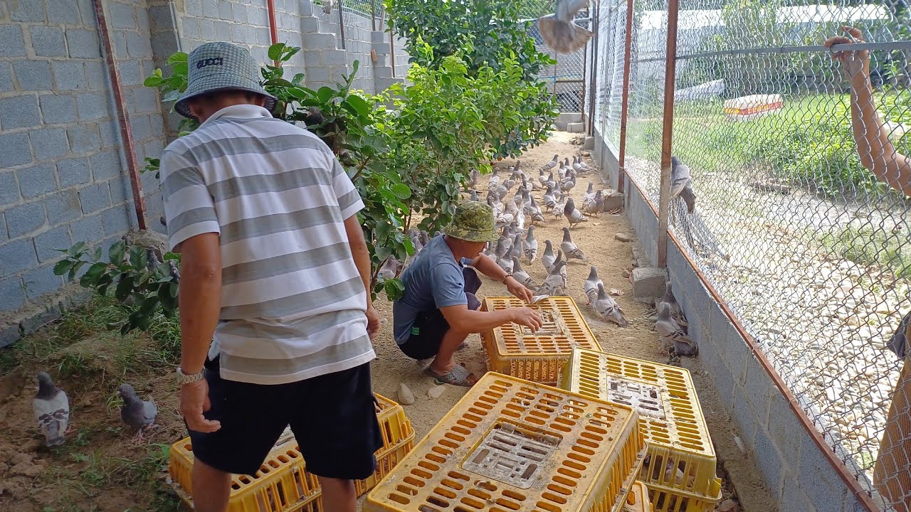 Bồ câu titan thái và những đơn hàng lớn 4 khách một lần giao. TRẠI Thế phong 0978455670.