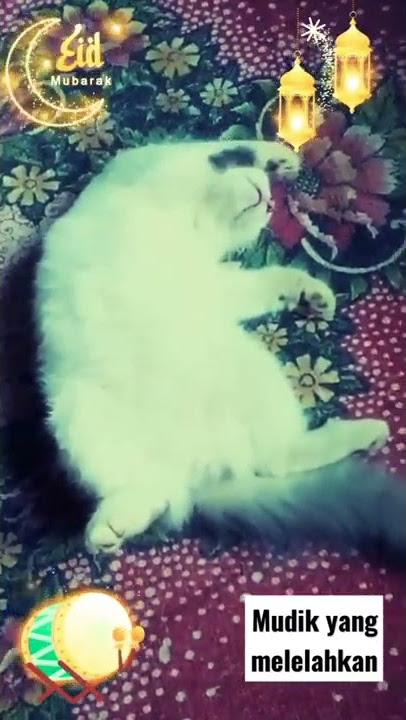 Story wa Cat-OwieL Sleep#shorts #cat #funnycatvideos