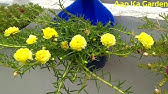 Brighten Up The Summer With Colorful Portulaca 10 O Clock Youtube Brighten Up The Summer With Colorful Portulaca 10 O Clock Youtube