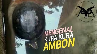 MENGENAL KURAKURA AMBON, Mulai Dari Habitat,Karakteristik Hingga ciri jantan dan betinanya
