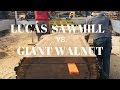 Slabbing a GIANT walnut log using a Lucas Sawmill!!!