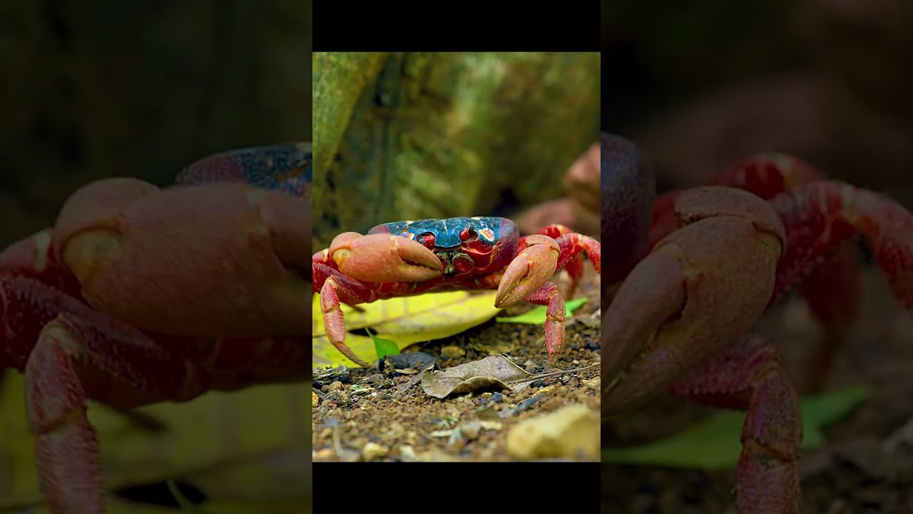 Invasive species have taken over this paradise for crabs. 