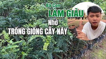 Hướng dẫn trồng cây Bồ Kết ghép mắt để cho ra hiệu quả kinh tế cao và nhanh chóng