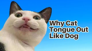 Why Do Cat Tongue Out Like A Dog by METARERM 168 views 10 months ago 3 minutes, 27 seconds