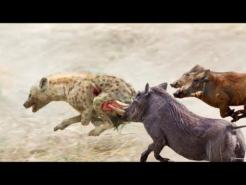 Hyena was violently retaliated by the violent Warthogs to protect the cubs from the fierce hunting