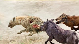 Hyena was violently retaliated by the violent Warthogs to protect the cubs from the fierce hunting