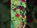 Rose 🌹🌹🌹🌹#love #viral #viralvideo #tranding #rose #shortvideo #shorts