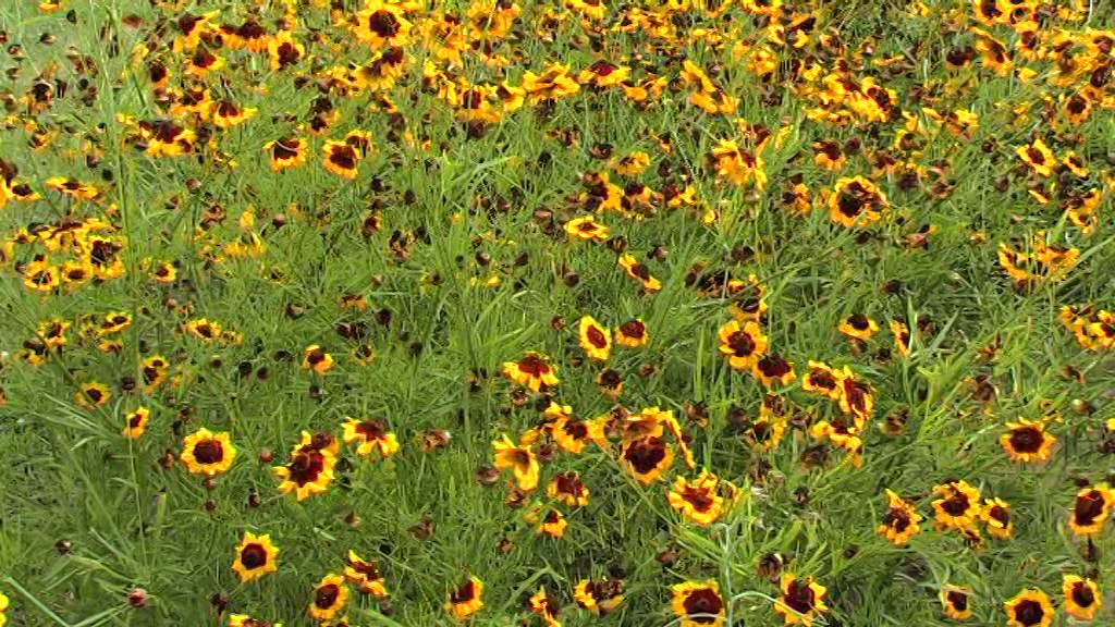 Lietuvos darželių gėles 2014-10-30 1 laida