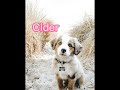 Aesthetic girly dog names! 🐶✨️