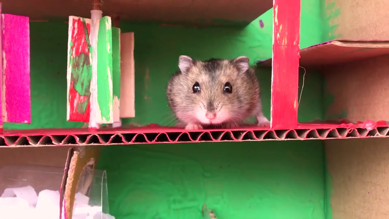 Housing And 2-story Maze For Hamster / Learn How To Build Toy Made Of