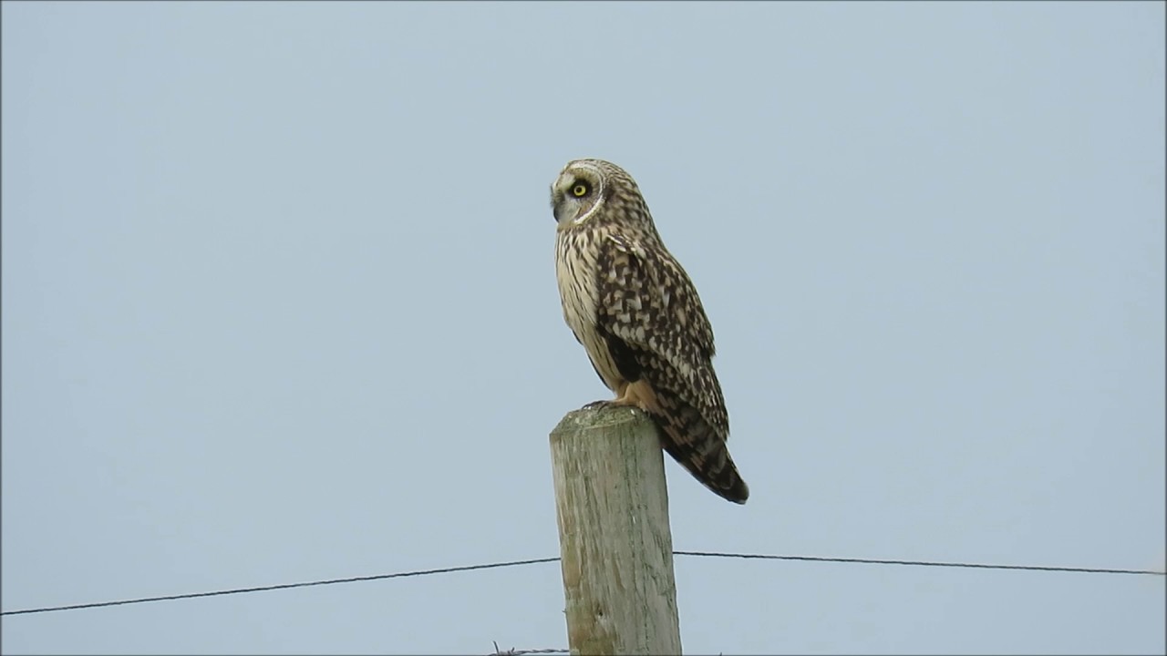 Short-eared Owl at Portland Bill, Dorset, on 7th February 2017 