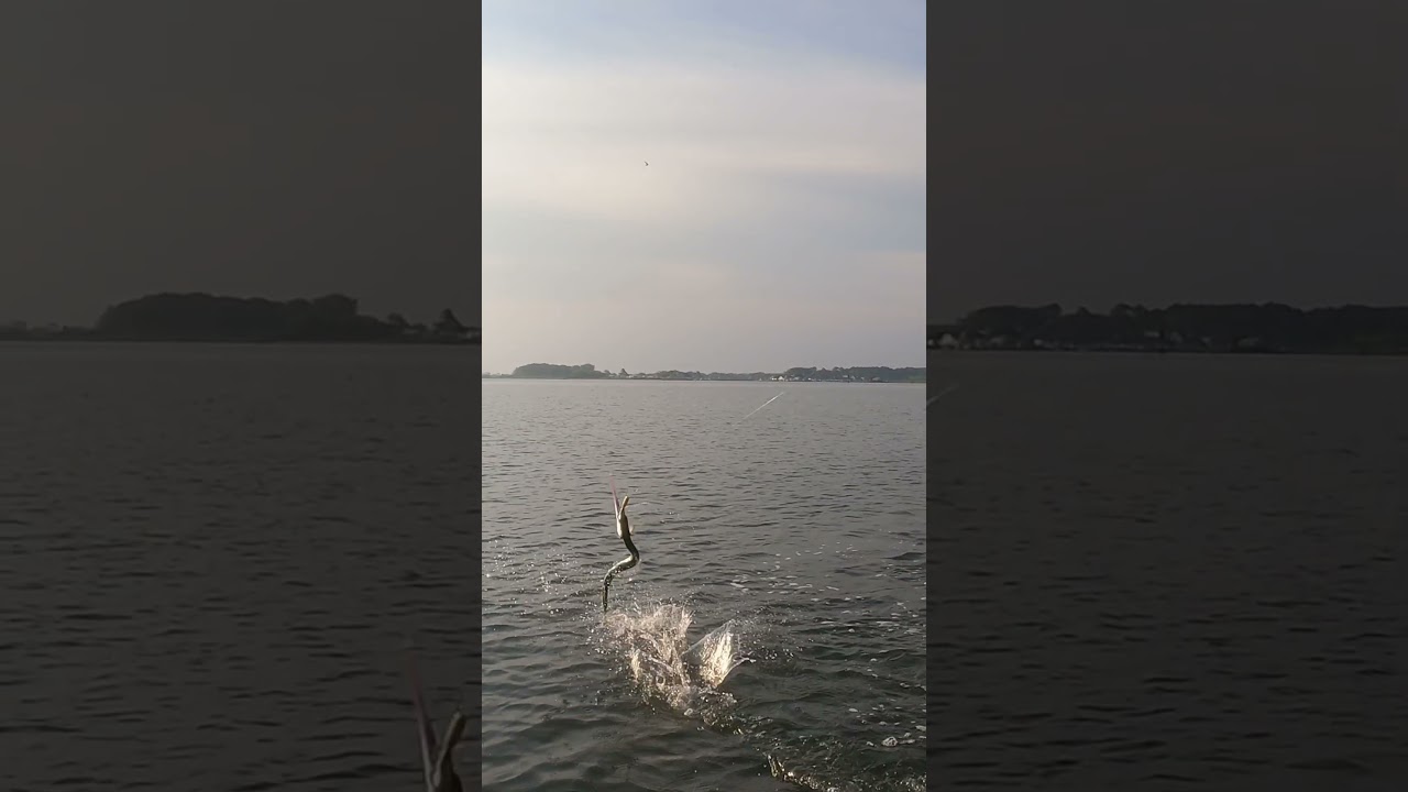 Ain’t Nothin’ but a Houndfish…|