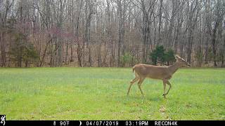 Browning Trail Cameras - Turkey Hens Calling In The Background