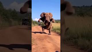 Elephant Dance🥵 How is Possible🤣#elephant#dance#shorts#clips#animatic 🥵🤣😁