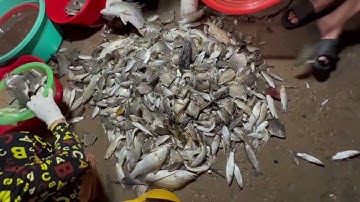 Trải nghiệm thuốc cá trong vuông tôm tự nhiên tại Năm Căn, Cà Mau.