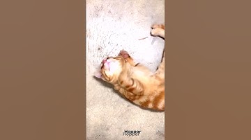 The King Opal    #gems  #opal #opals  #jewelry