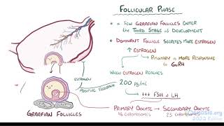 Anatomy and physiology of the female reproductive system (Gynecologists' Lecture)