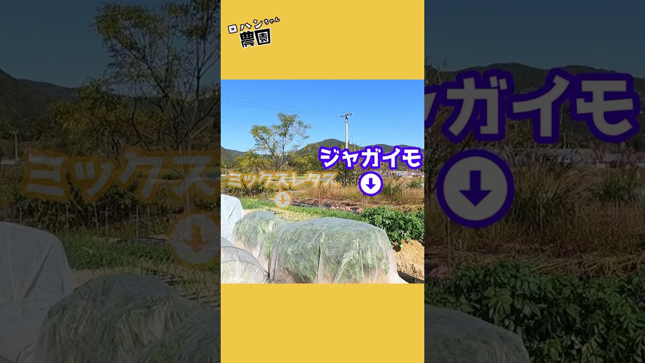 ＊ハーちゃん農園＊ ロハンちゃん農園 - YouTube