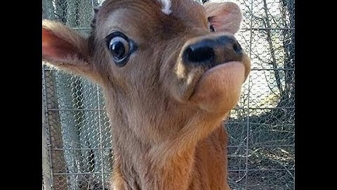 rust v2 montage - last last last