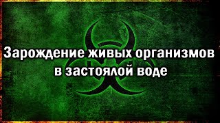 Появление Живых Организмов В Застоялой Воде.