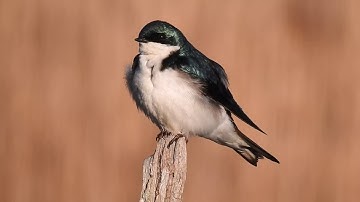 Tree Swallow preening