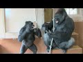 シャバーニと娘アニー  10  Dad Shabani &amp; daughter Annie  gorilla