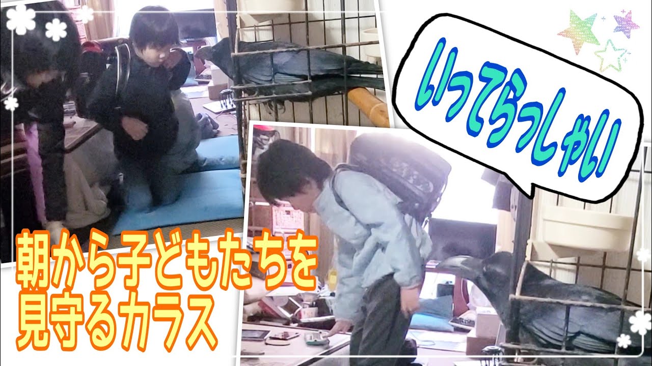 子ども達を見守るカラスのハッピー平日モーニングルーティンと放鳥タイム